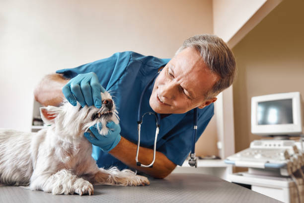 Best Urgent Dental Care in Jamestown, NC
